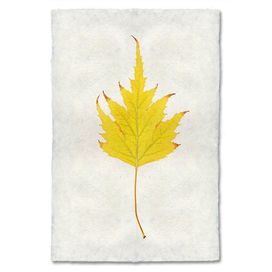 Autumn Leaf, BIRCH LEAF