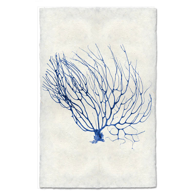 Black Coral Fan #2, Blue