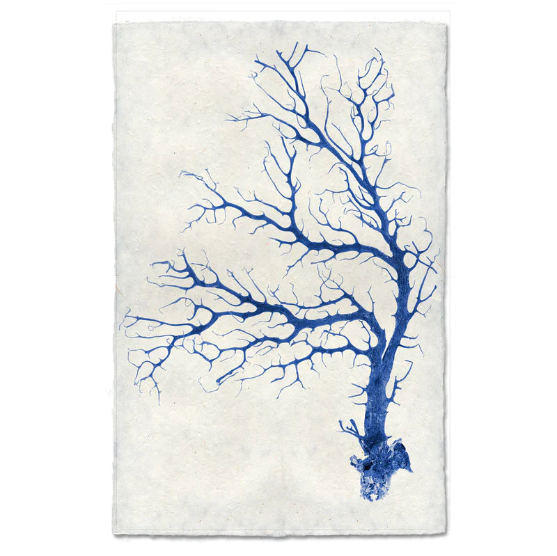 Black Coral Fan, Blue
