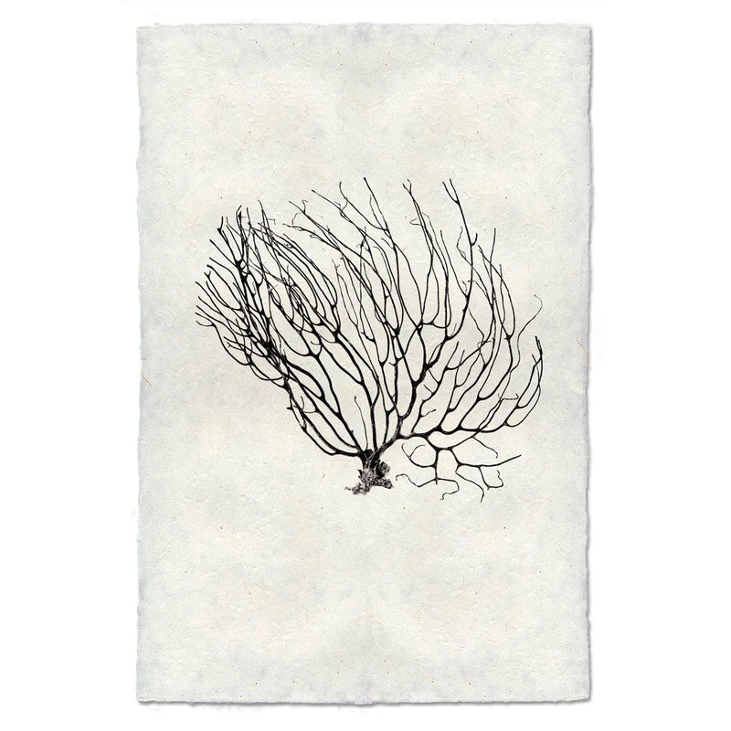 Black Coral Fan #2, B&W
