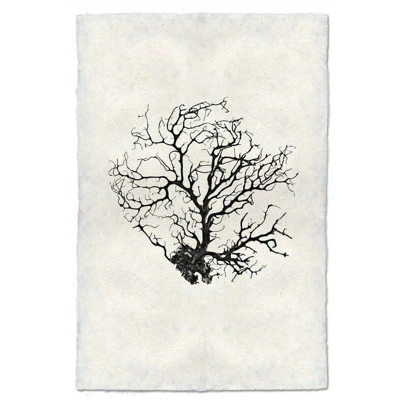 Black Coral Fan #1, B&W