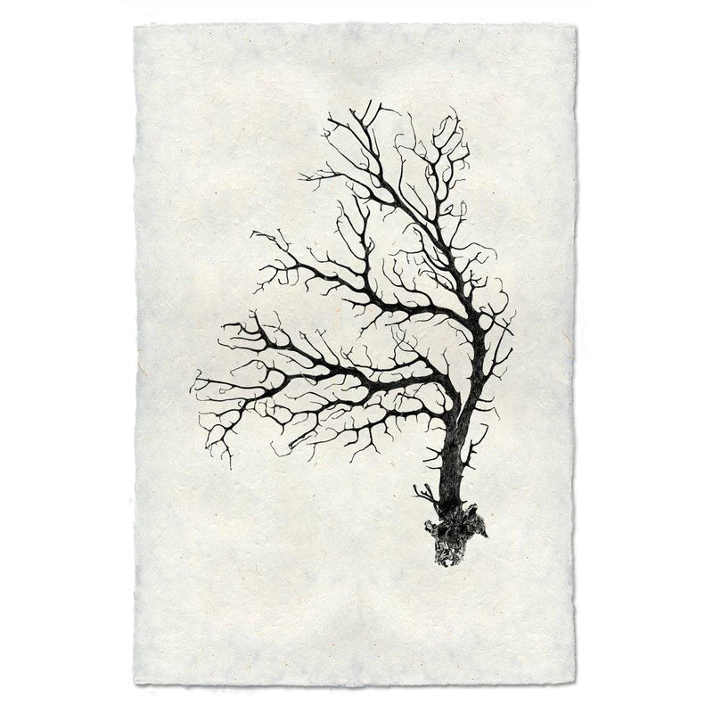 Black Coral Fan, B&W
