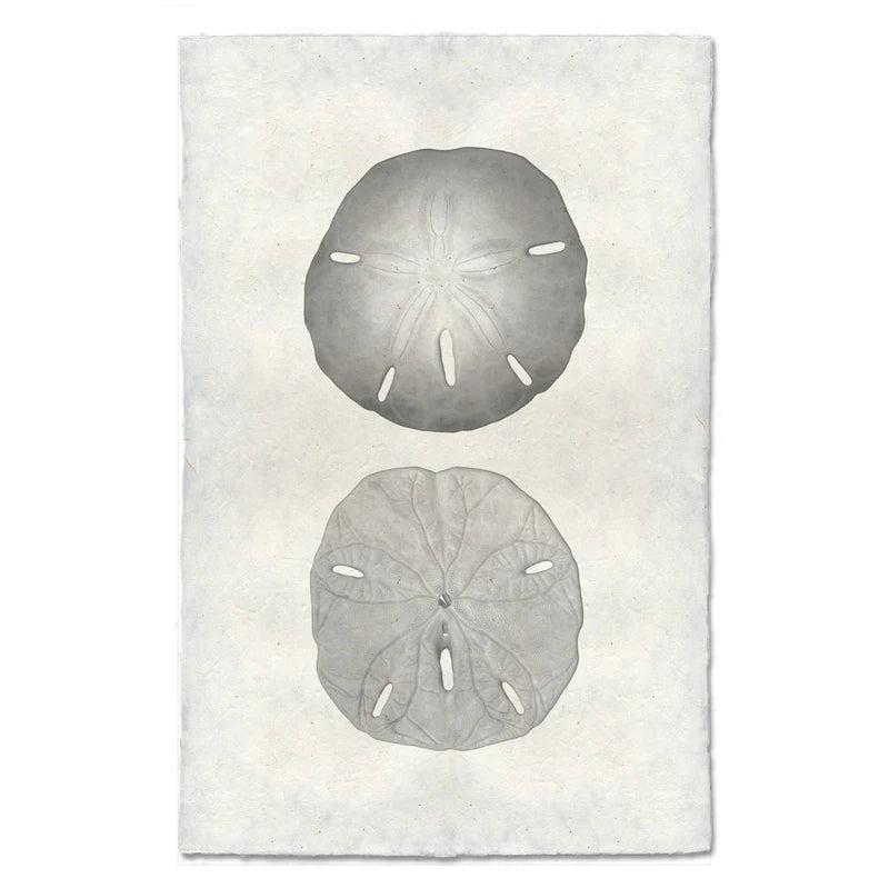 Double Sand Dollar, B&W