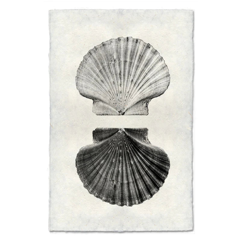 Double Shell, B&W
