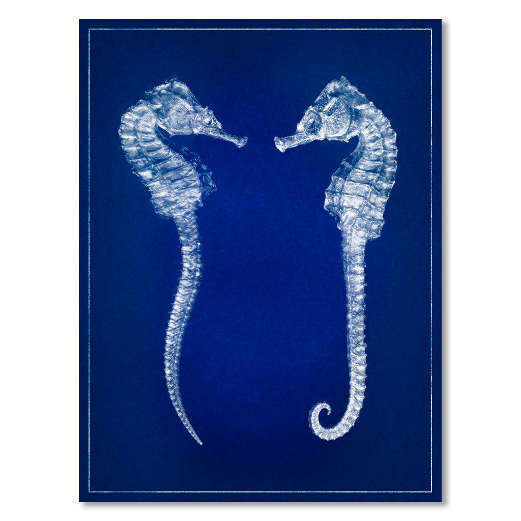Double Seahorse, Blue