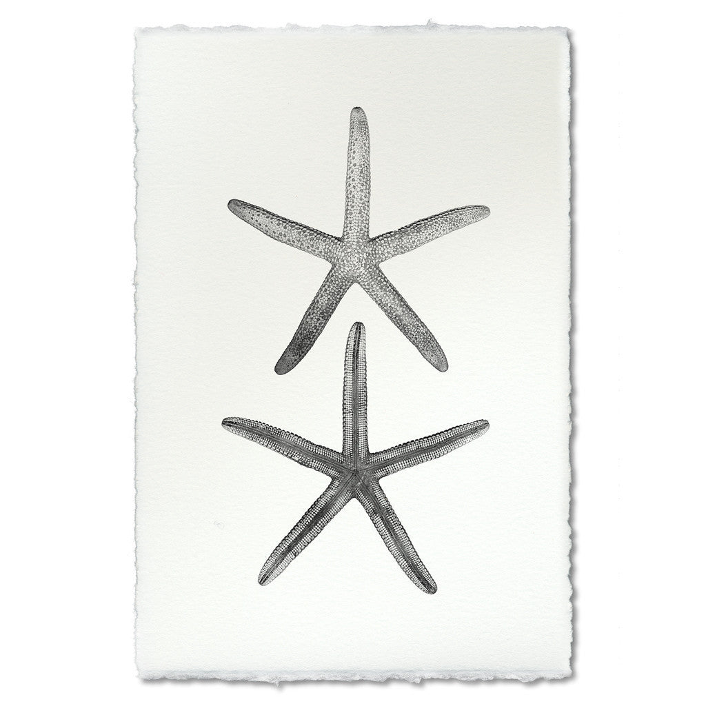 Double Sea Star, B&W