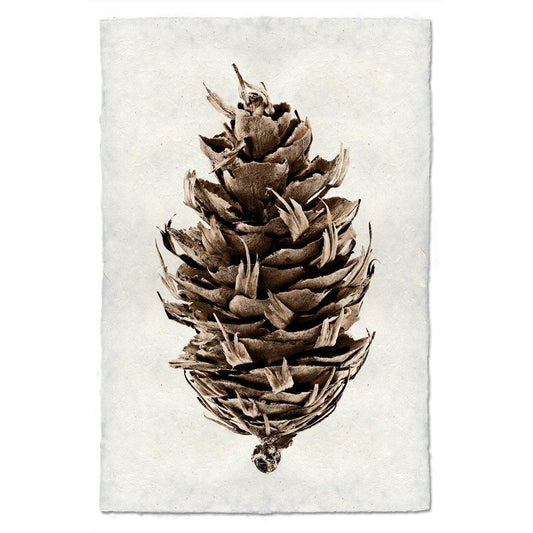 DOUGLAS FIR PINE CONE
