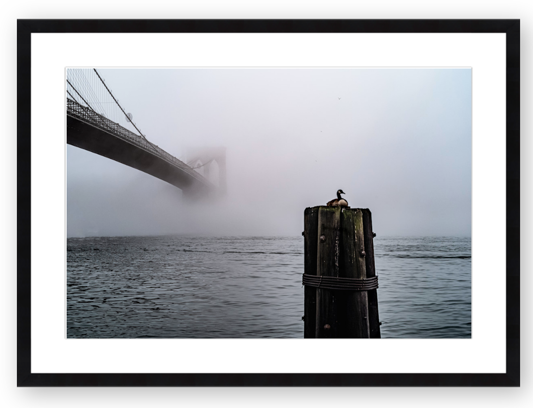 Brooklyn Bridge Goose by Stephen Pile