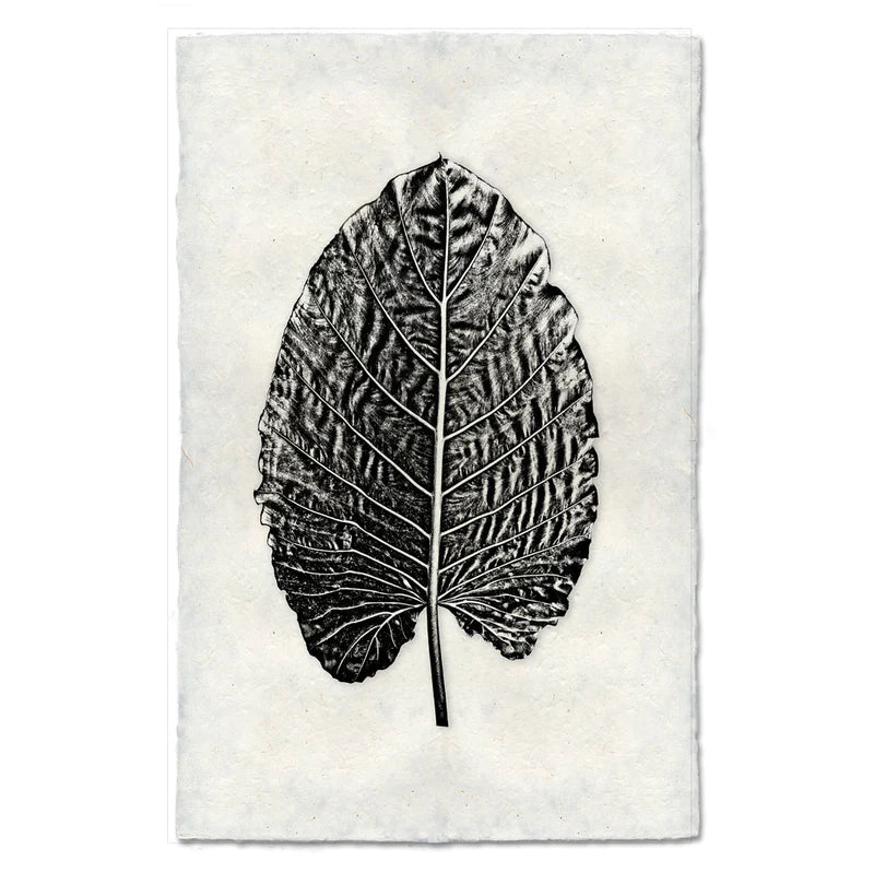 elephant ear plant leaves paper Elephant Ear, B&W – Collier West