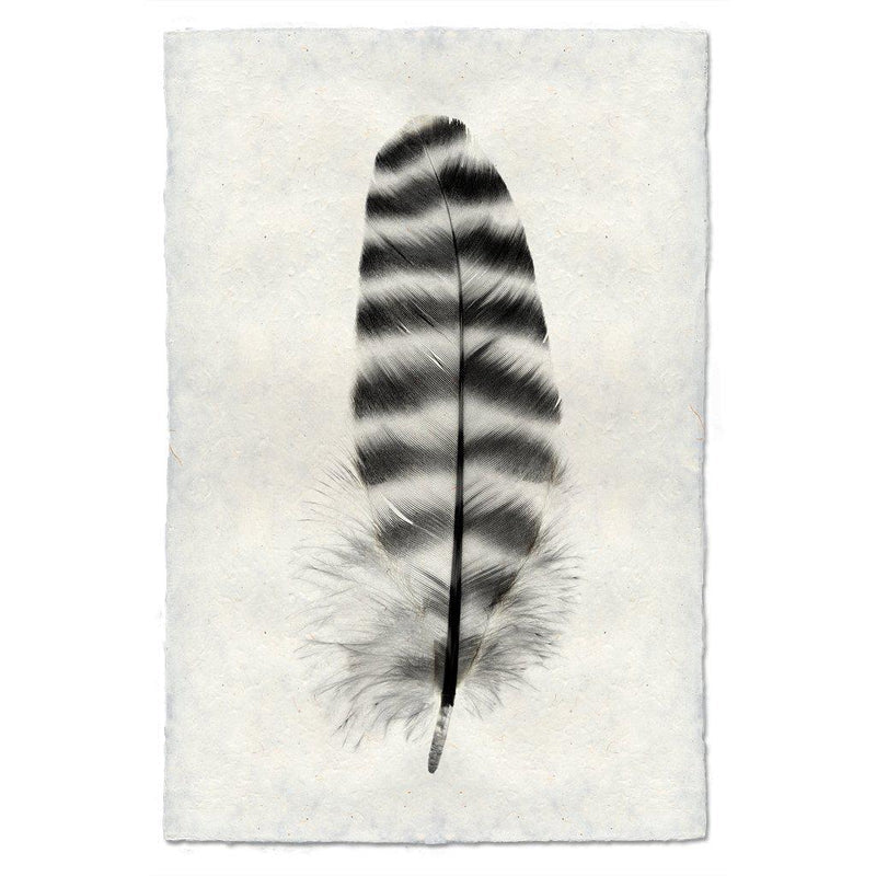 Barred Rock Hen Feather