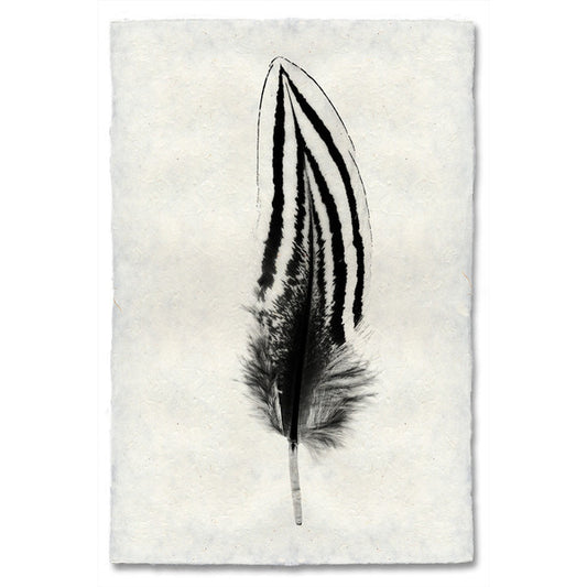 Silver Pheasant feather