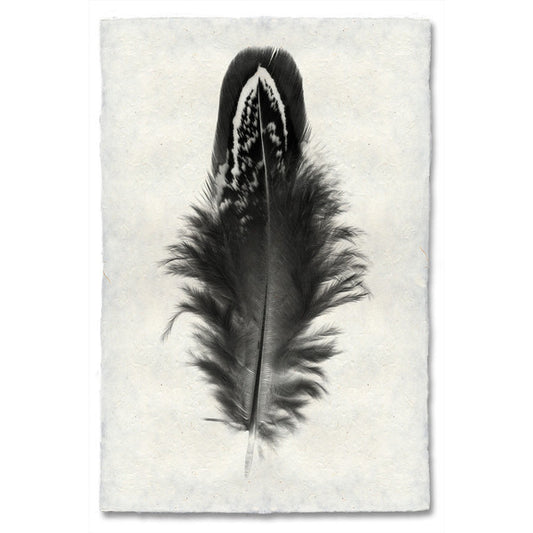 Mallard Duck feather