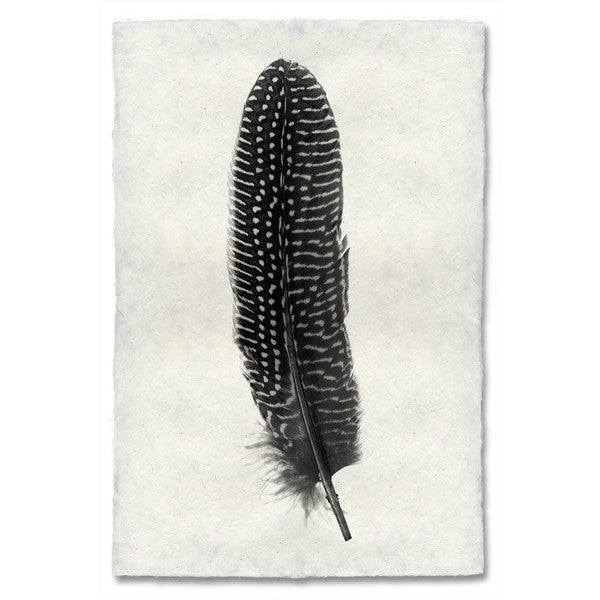 Pheasant feather