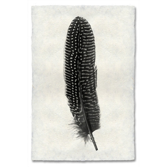 Pheasant feather