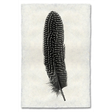 Feather #5 Print (Pheasant)
