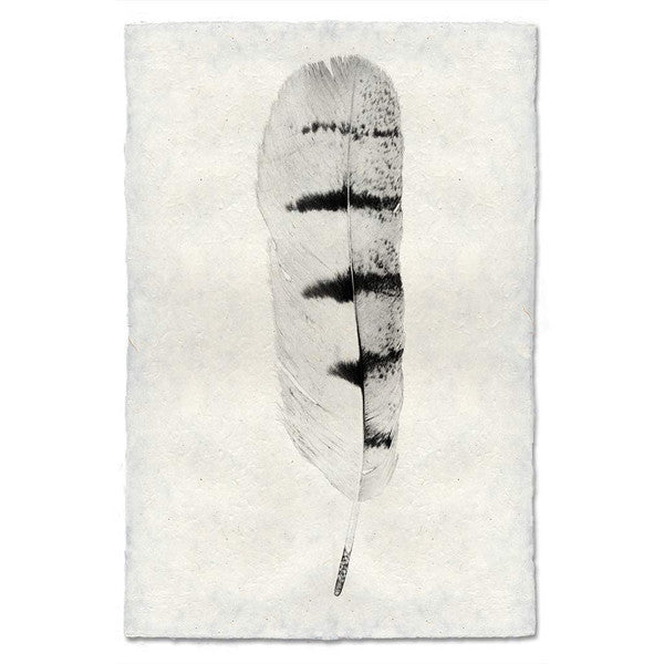 Hawk feather