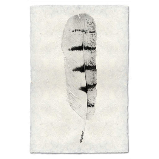 Hawk feather