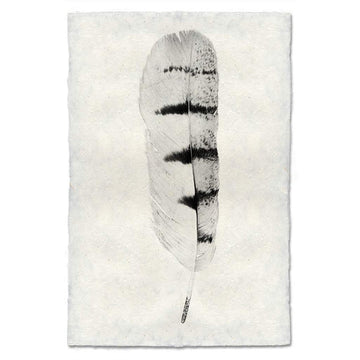 Feather #8 Print (Hawk)