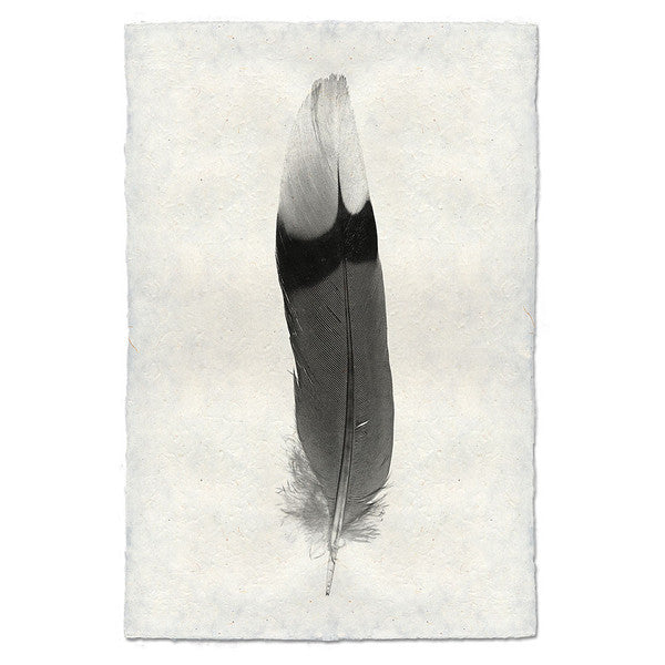 Jay feather