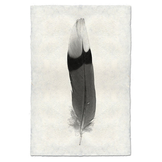 Jay feather