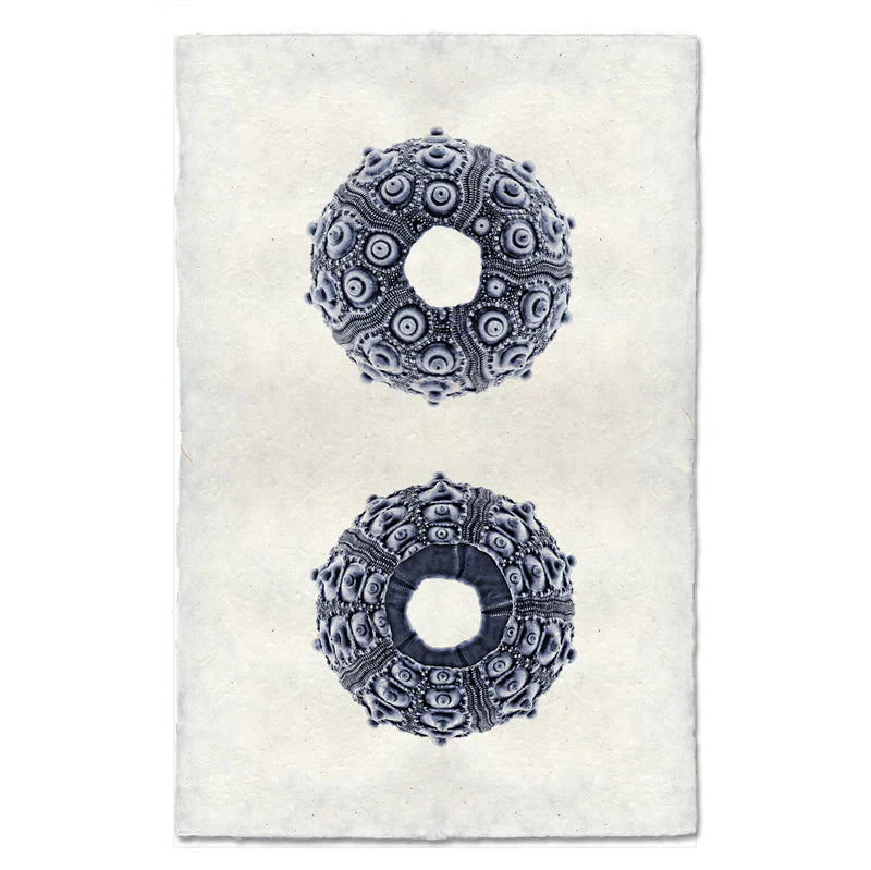 Imperial Urchin, Blue