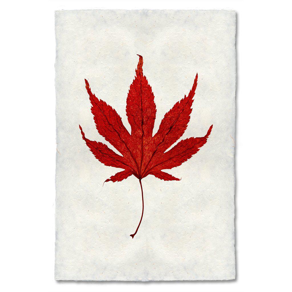 Autumn Leaf, JAPANESE MAPLE
