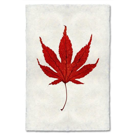 Autumn Leaf, JAPANESE MAPLE