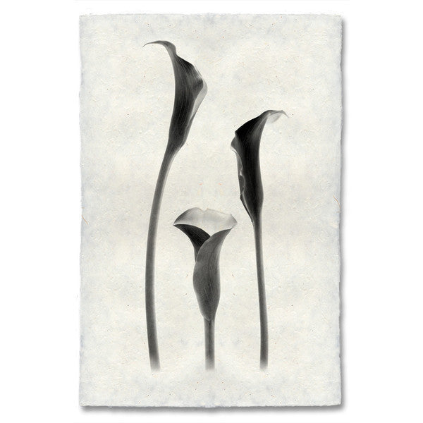 black and white calla lily canvas Lilies" Flower Print – Collier West