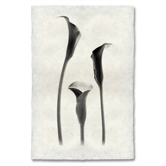 "Lilies" Flower Print