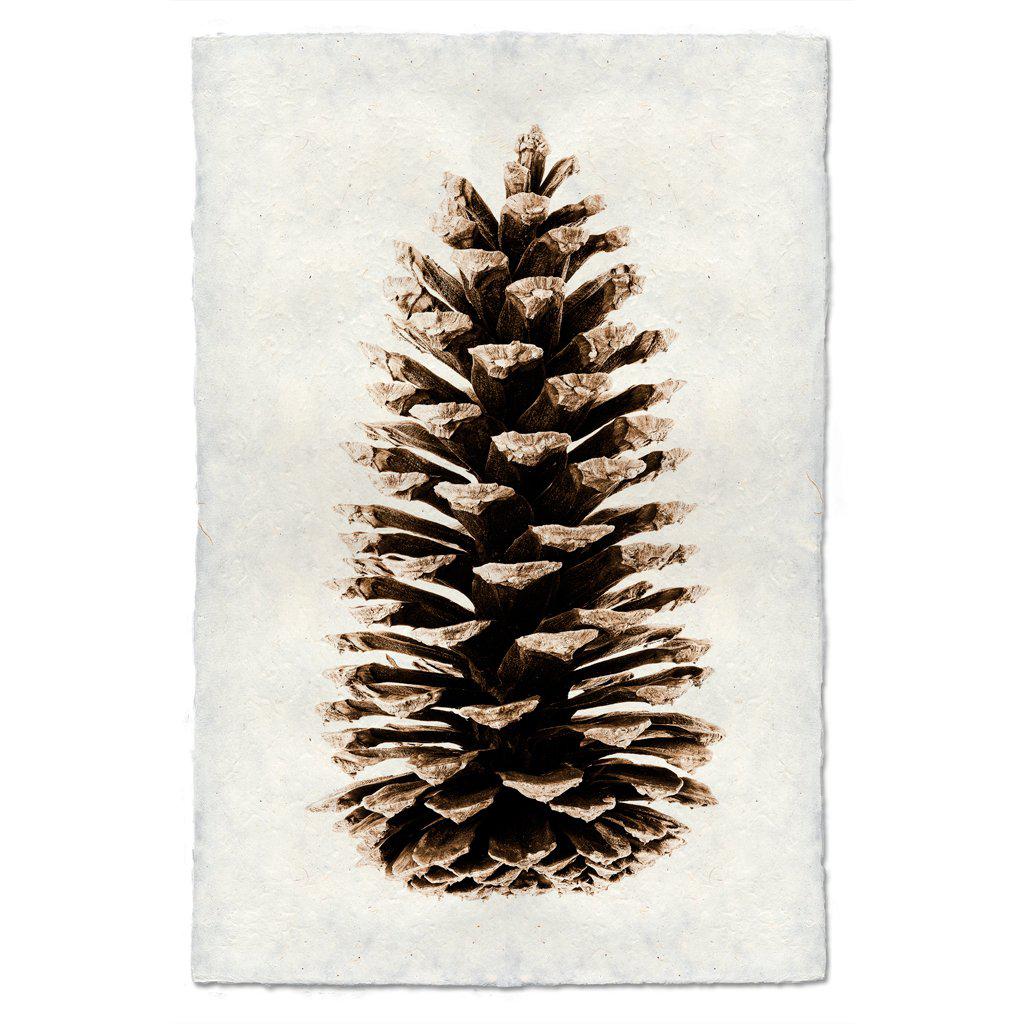 LOBLOLLY PINE CONE