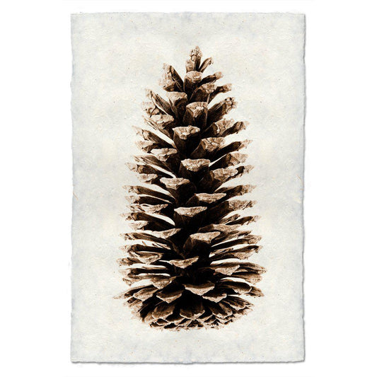 LOBLOLLY PINE CONE