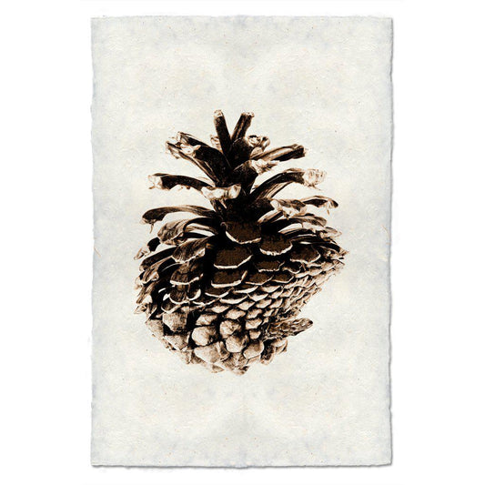 LODGE POLE PINE CONE