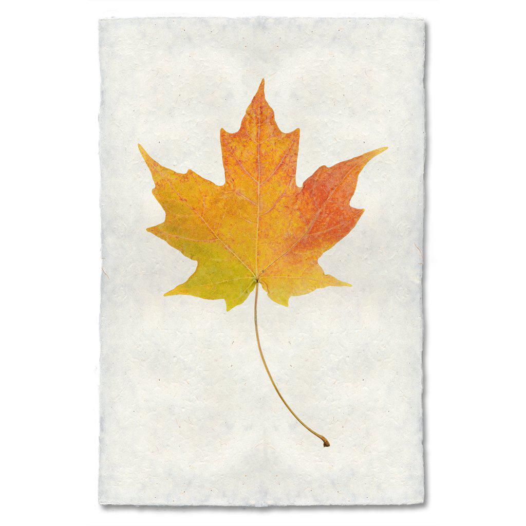 Autumn Leaf, MAPLE