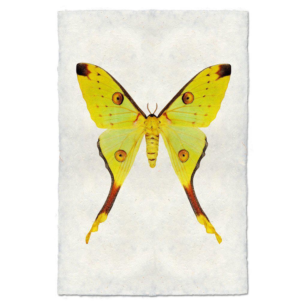 PAPILIONOIDEA #1