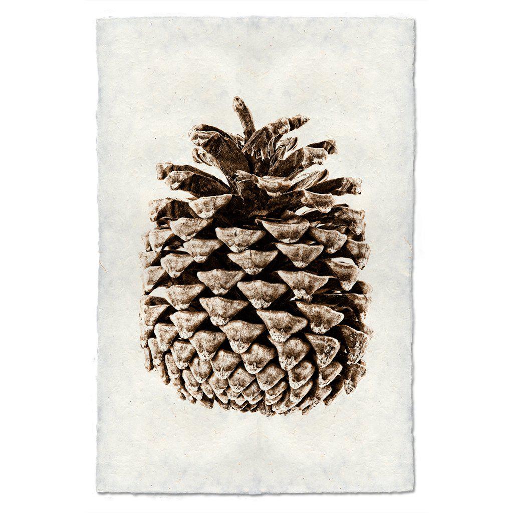 PONDEROSA PINE CONE