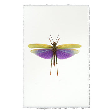 Purple Grasshopper Print