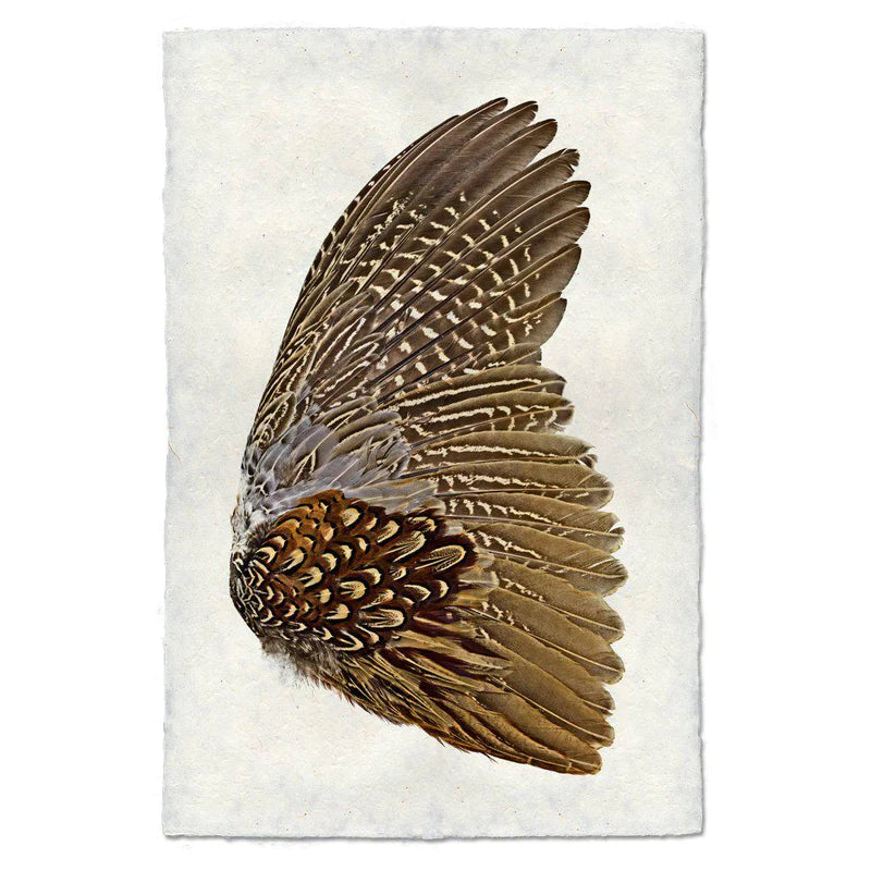 Ring Neck Pheasant, Right