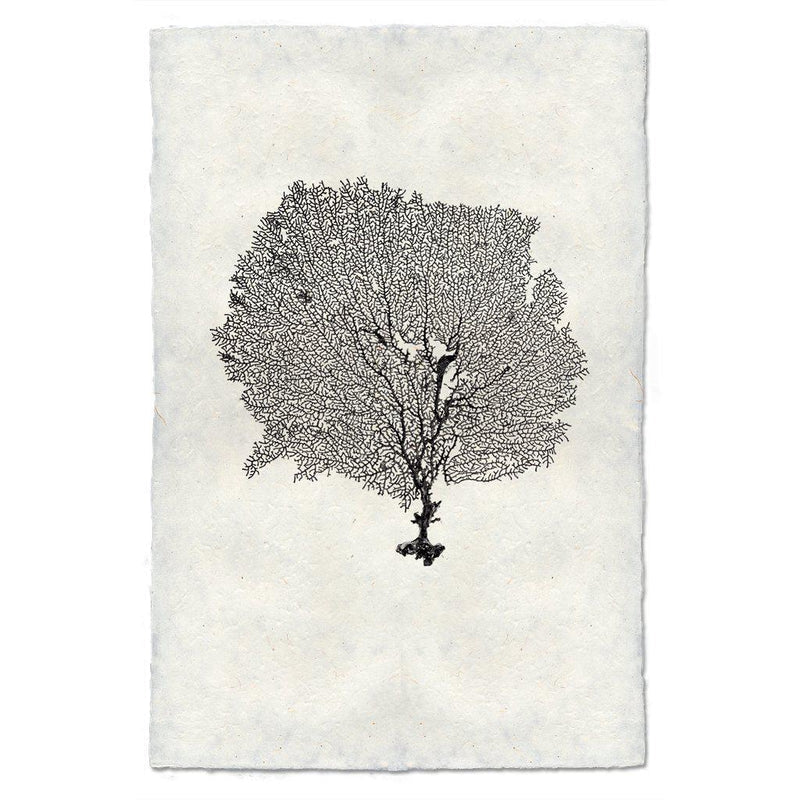 Round Sea Fan, B&W