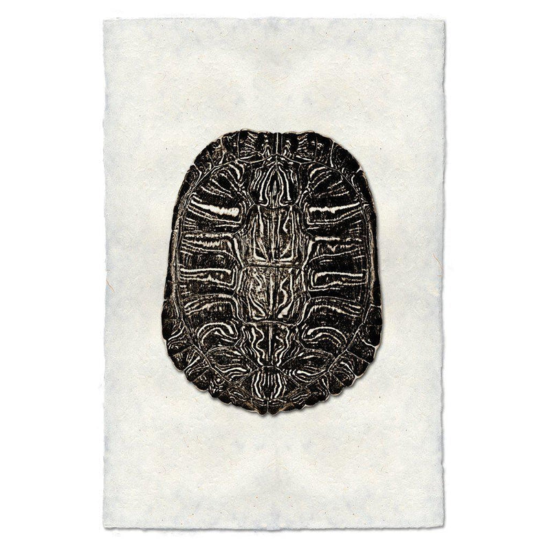Turtle Shell #3