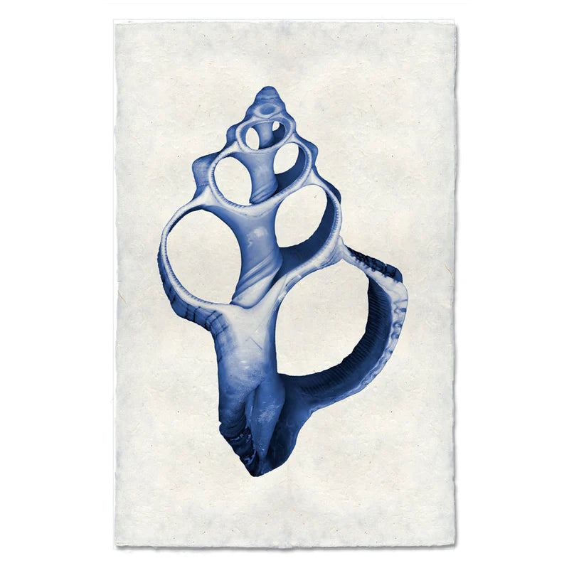 Single Shell, Blue