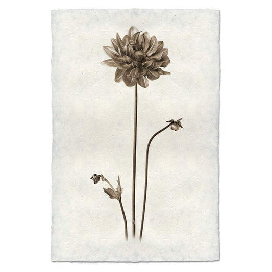 "Single Dahlia" Flower Print