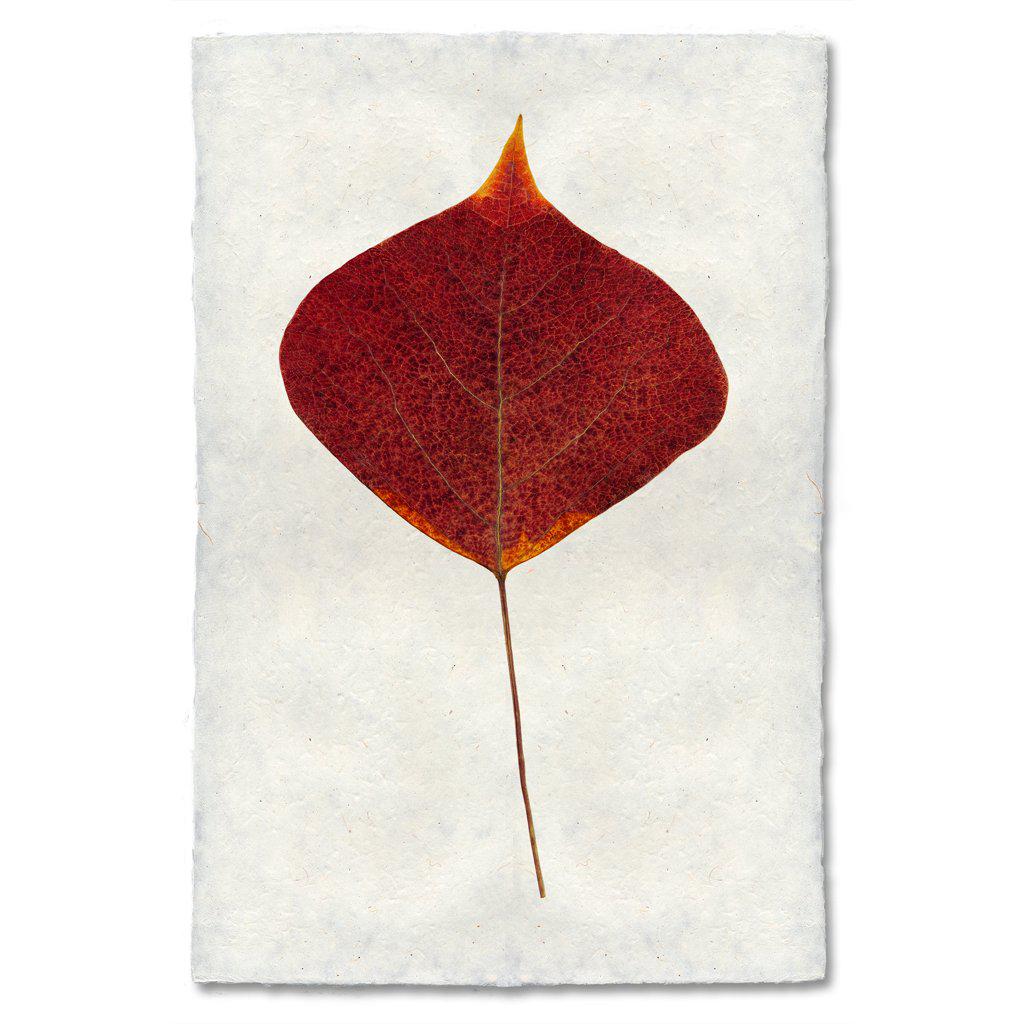 Autumn Leaf, SMOKE TREE