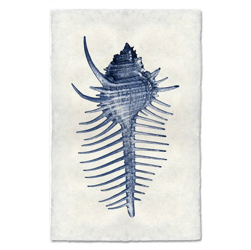 Spiny Murex, Blue
