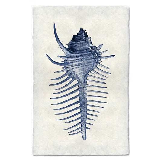 Spiny Murex, Blue