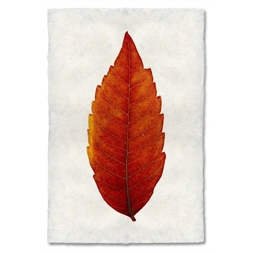 Autumn Leaf, SUMAC