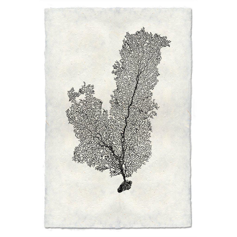 Tall Sea Fan, B&W