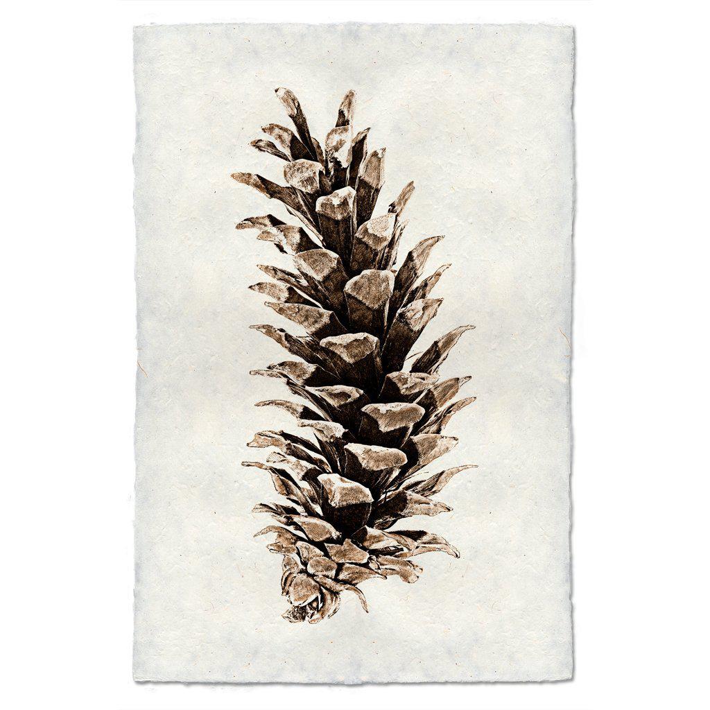 WESTERN-WHITE PINE CONE