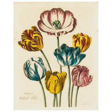 Tulips (p 22) - 11 x 14