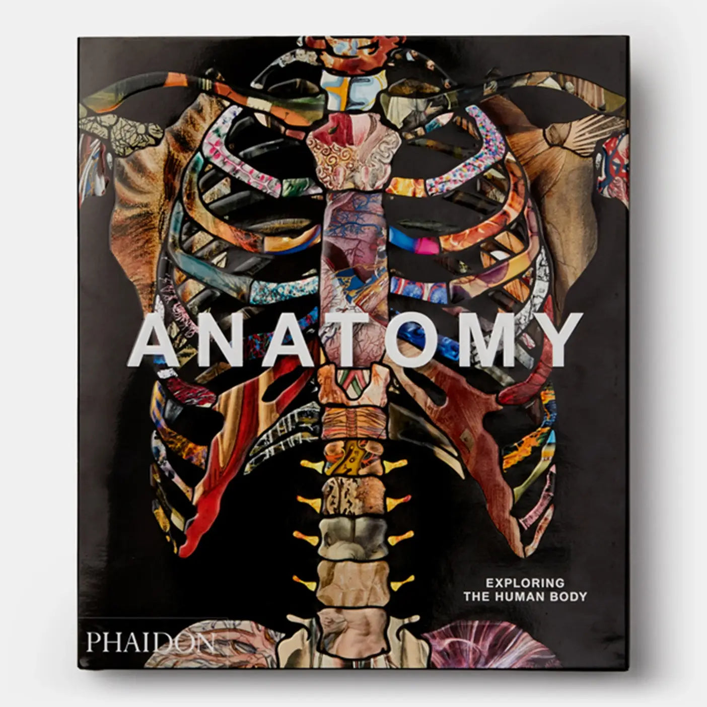 Anatomy