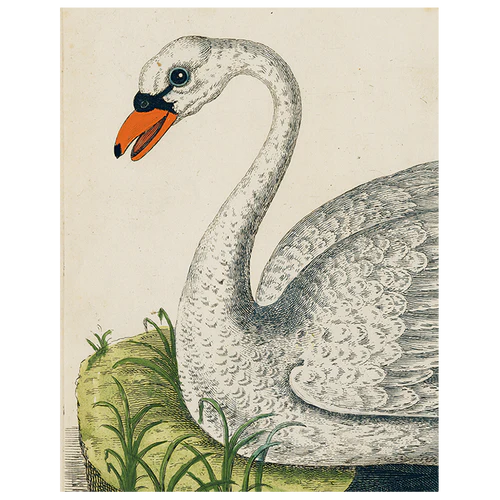John Derian | Swan (p 101) Book Page 11x14 Tray
